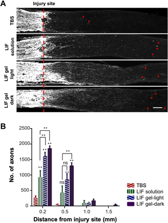 《Science Adv.》可注射光敏水凝胶,金属组装递送神经保护蛋白的图8